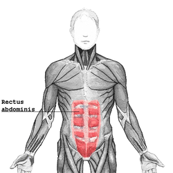<p>Rectus Abdominis</p>