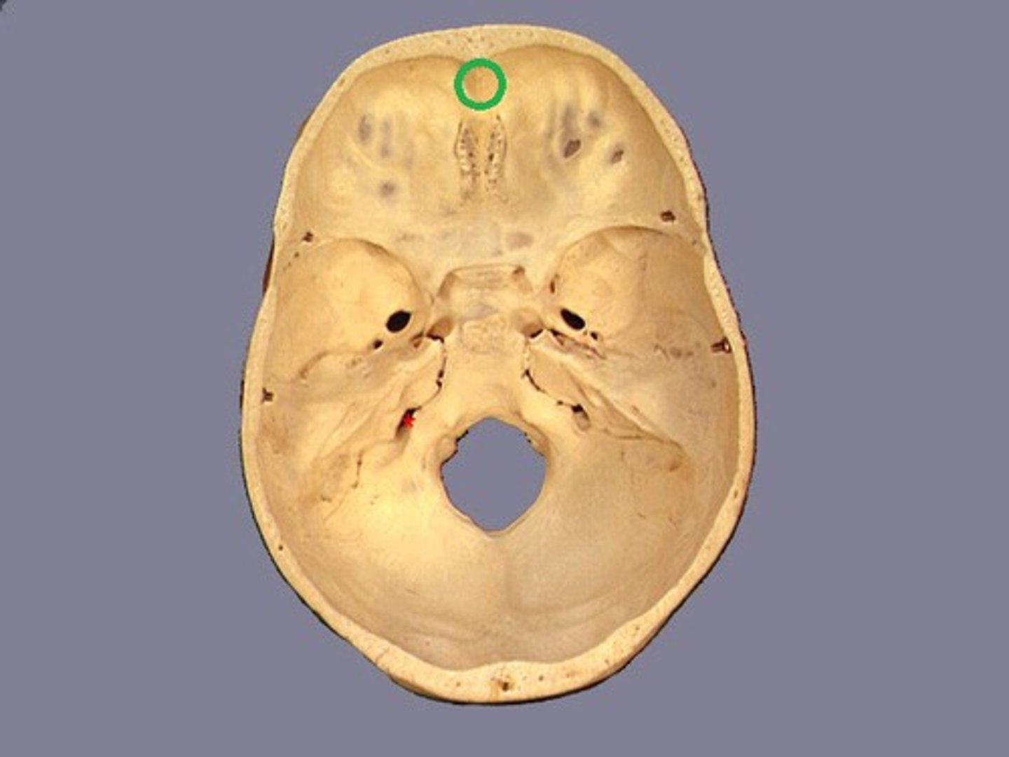 knowt flashcard image