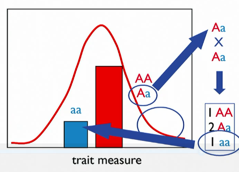 <p>phenotype not predictable - may be homozygous or heterozygous</p>