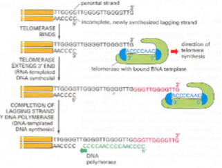 <p>reverse transcriptase- carries <strong>own RNA template</strong></p><ul><li><p>uses RNA template to <span><span>add complementary DNA bases to the end of the chromosome</span></span></p></li></ul><p></p>