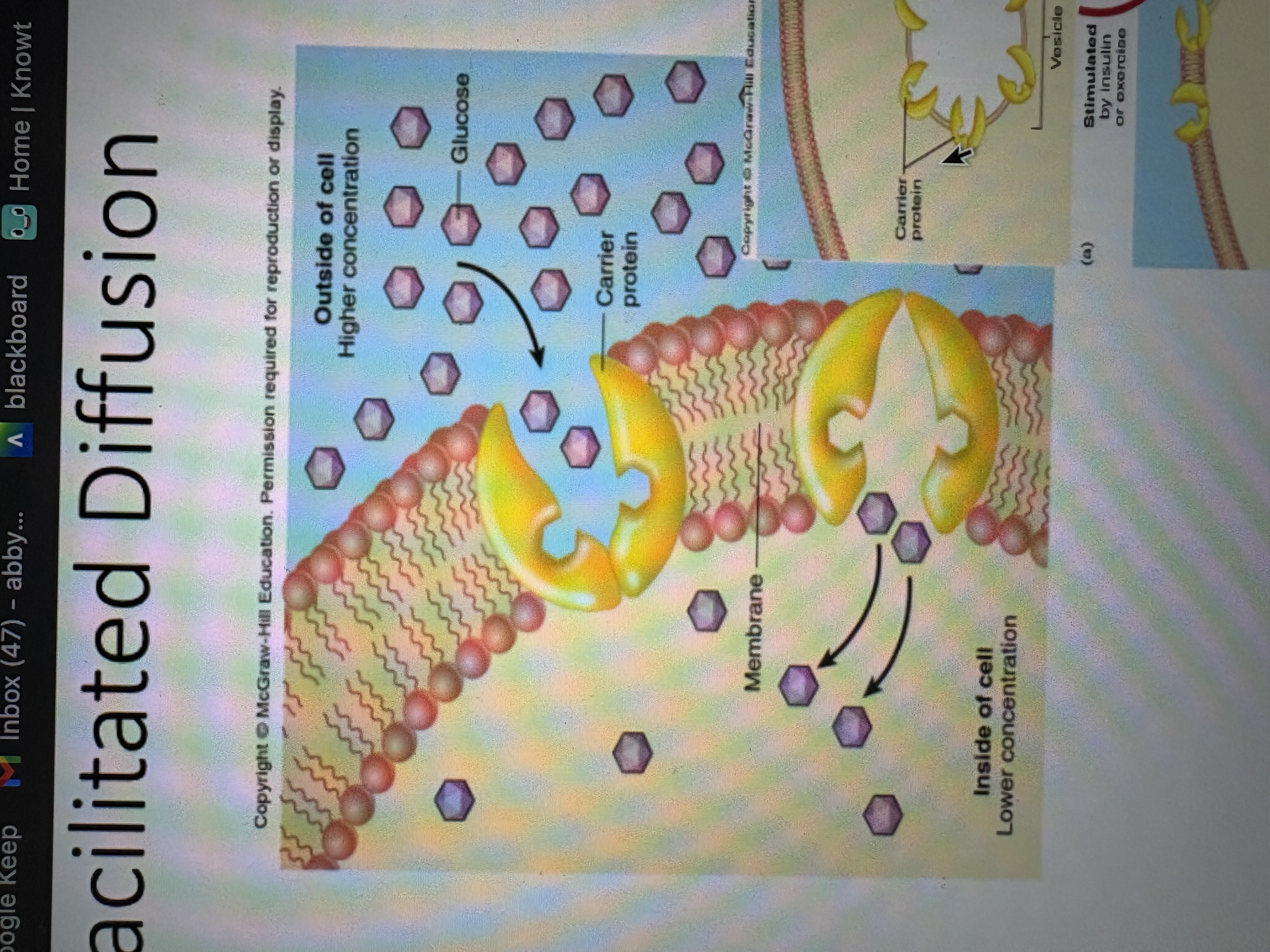 <ul><li><p>no energy is required</p></li><li><p>channel is specific and movements are diffusional </p></li><li><p>an example is glucose - they are polar molecules that need a transported</p></li><li><p>high to low movement through a membrane via protein channels. </p></li></ul><p></p>