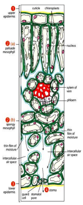 term image