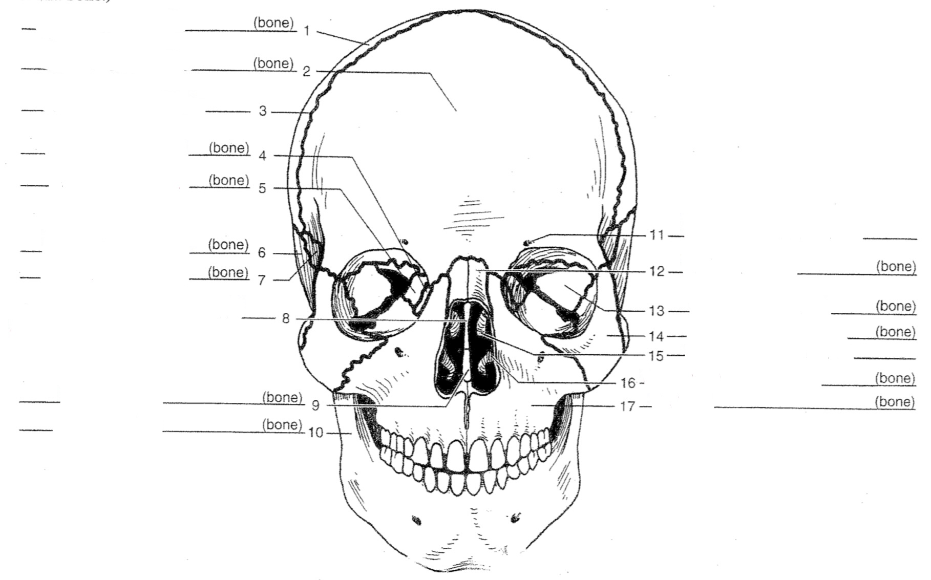 Ethmoid bone