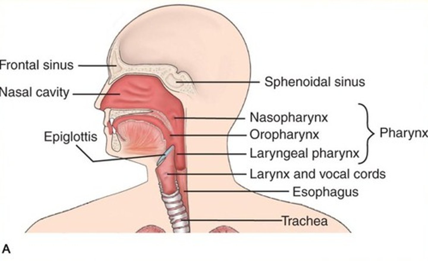 <p>nasal cavity</p><p>pharynx</p><p>larynx</p>