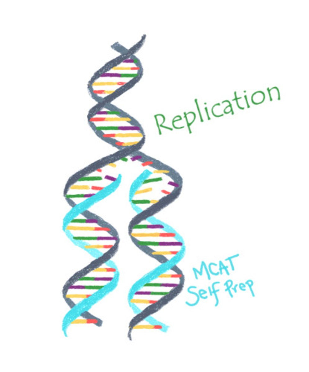 <p>(A) Replication</p><p>DNA copies itself through a process known as replication.</p>