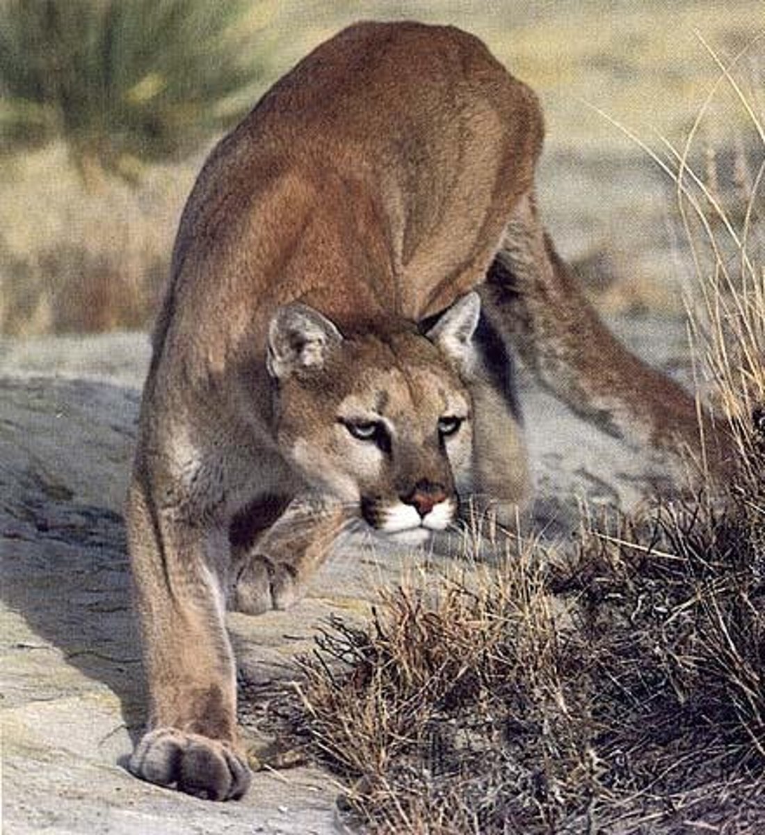 <p>Mountain lion</p>