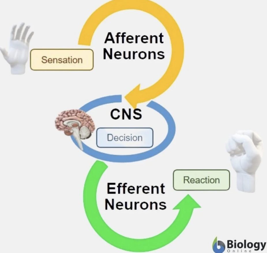 <p>Sensation (Afferent Neurons) → Decision (CNS) → Reaction (Efferent Neurons) </p>