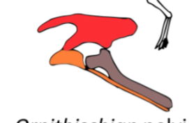 <p>An ornithischian and maniraptor evolutionary novelty; Ancestrally, this bone faces forward but it faces backwards in Ornithischians and Maniraptors </p>