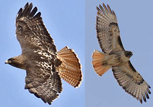 <p>What Bird is this?</p>
