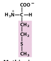<p>Which amino acid is this (from slides)?</p>