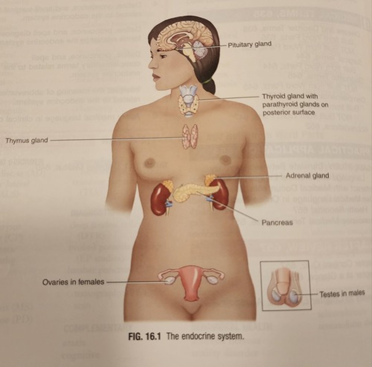 <p>Consists of glands that control many of the body's activities by producing hormones.</p>