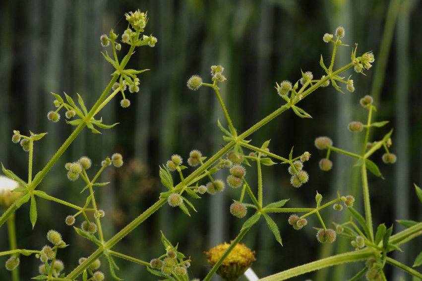 <p>Peltomatara</p>