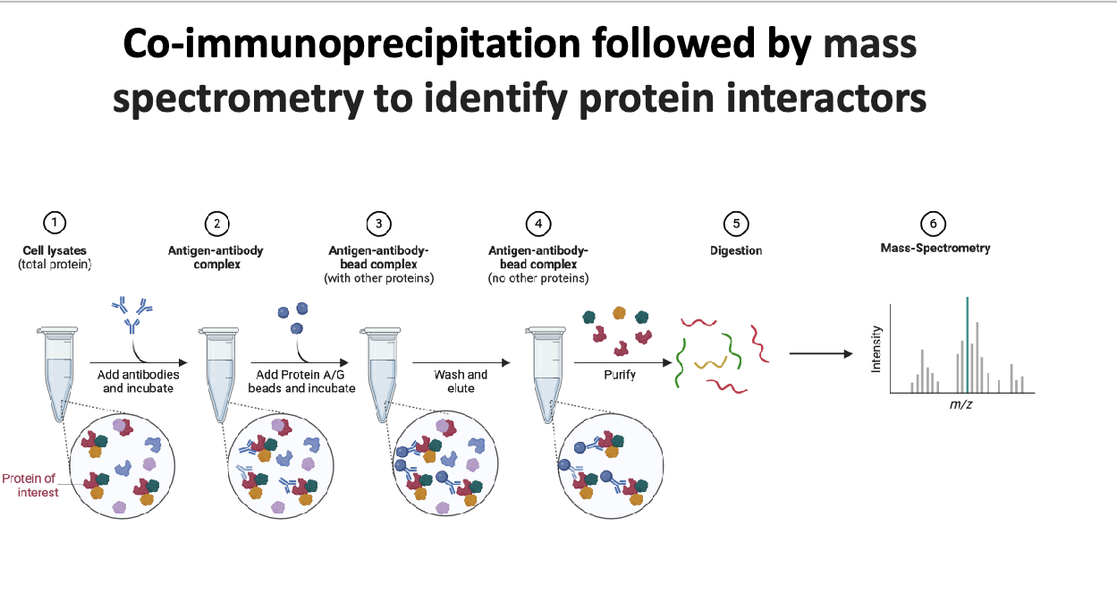 <ol><li><p>cell lysates (total protein) → add antibodies that specifically binds to target protein (aka antigen) and incubate → antigen-antibody complex → add protein A/G beads, which binds to antibodies, and incubate → antigen-antibody-bead complex (with other proteins)→ wash and elute to remove unbound proteins → antigen-antibody-bead complex w/NO other proteins → purify → digestion → peptides → MS</p></li></ol><p></p>