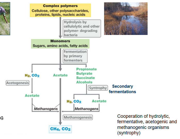 <ol><li><p>Start with complex polymers</p></li><li><p>These are broken down into monomers by exo-enzymes</p><ul><li><p>The exoenzymes are produced by fungi and bacteria</p></li></ul></li><li><p>Monomers are fermented (fermentation because no oxygen and no other electron acceptors) into:</p><ul><li><p>H<sub>2</sub>, CO<sub>2</sub></p></li><li><p>Acetate</p></li><li><p>Propionate, butyrate, succinate, alcohols</p></li></ul></li><li><p>The alcohols are broken down further by secondary fermentation. Which is syntropy. Producing H<sub>2</sub>, CO<sub>2</sub> and Acetate</p></li><li><p>Acetogens turn the H<sub>2</sub> and CO<sub>2</sub>, into acetate. </p></li><li><p>The last step is that methanogens convert everything into CH<sub>4</sub> and CO<sub>2</sub> by methanogenesis. </p></li></ol><p></p>