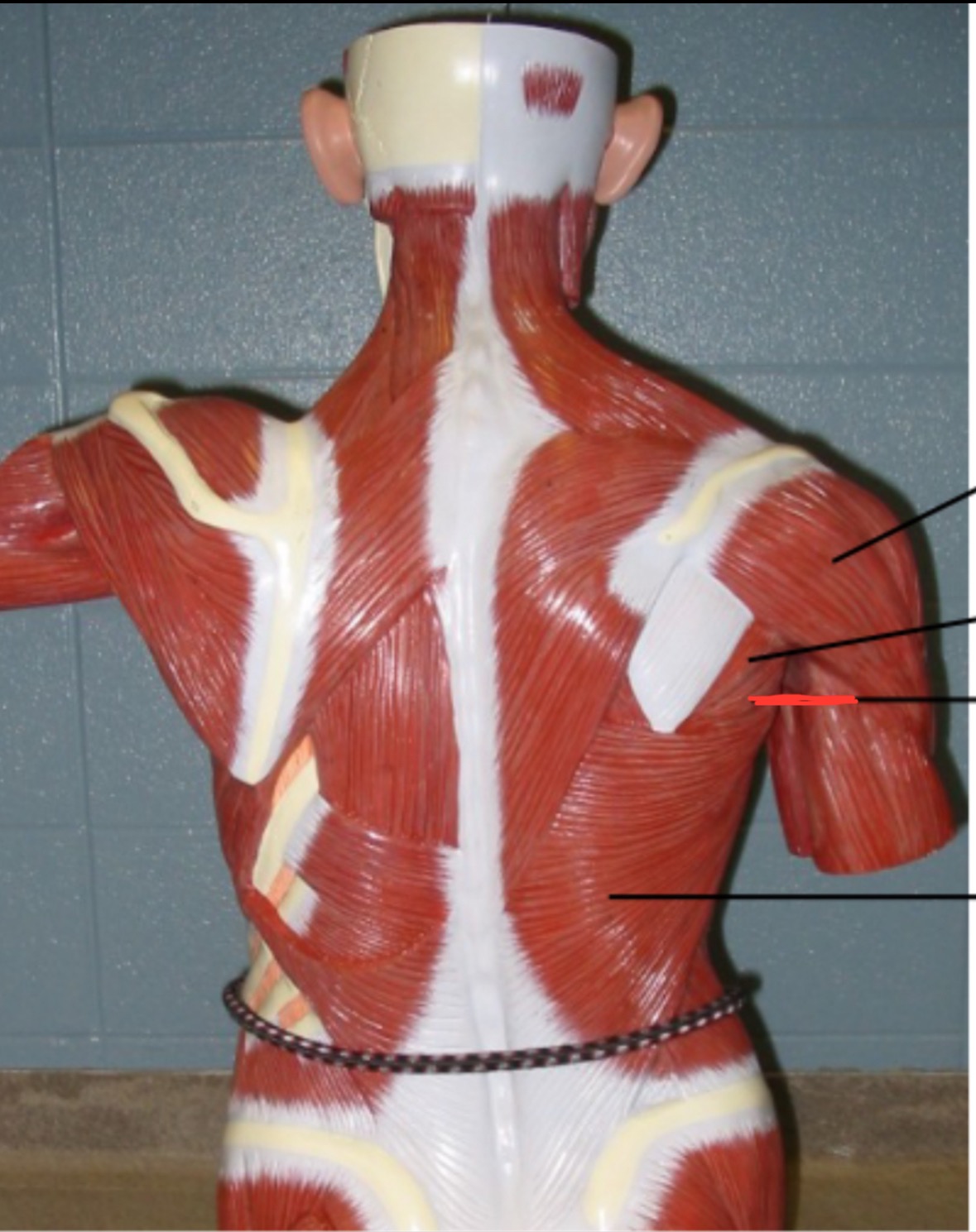 term image