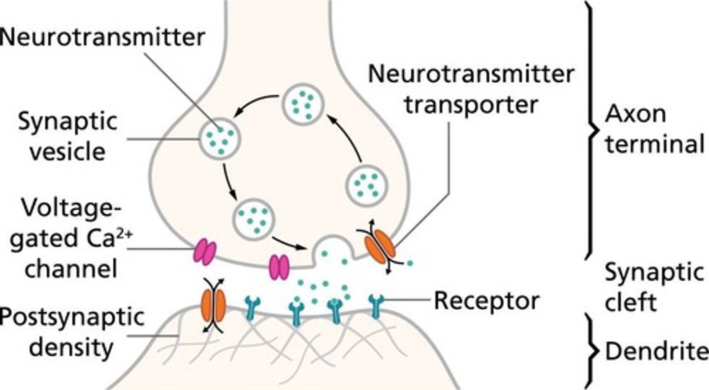 <p>Gap between neurons for chemical communication.</p>