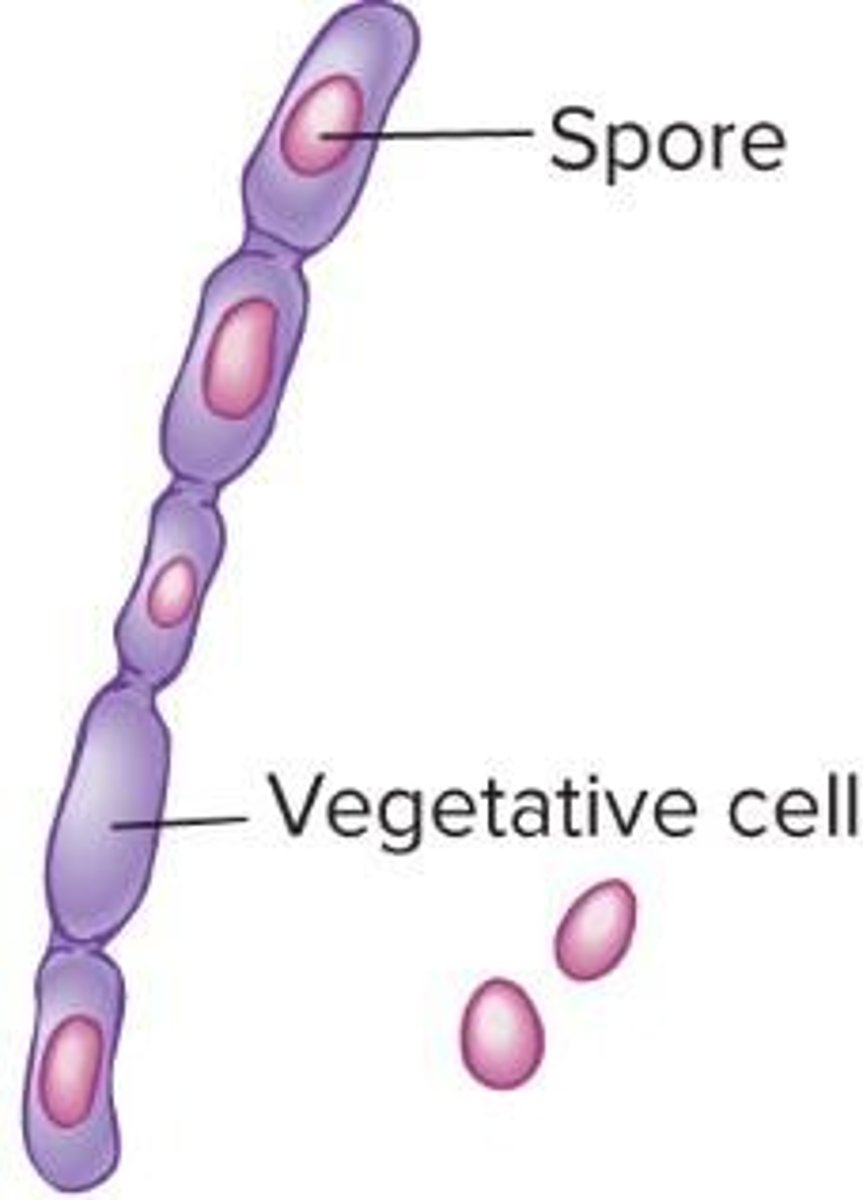 <p>A dense survival unit that develops in a vegetative cell in response to nutrient deprivation.</p>