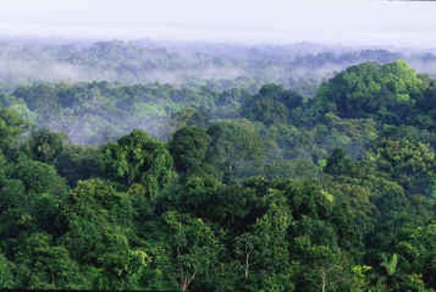 <p>In the canopy layer.</p>