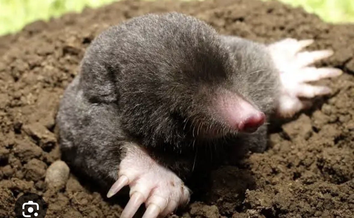 <p>eastern mole </p>