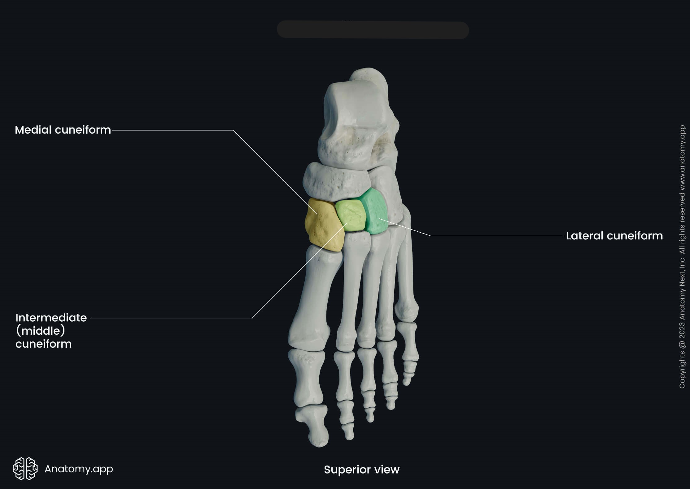 <p>What bones are these?</p>