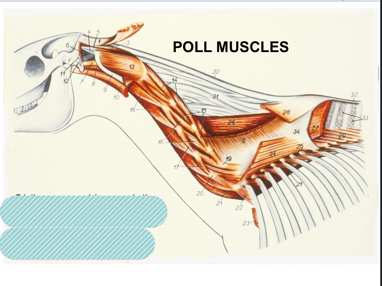<p>write the number and structure of the poll muscles</p>