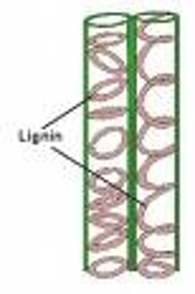 <p>Walls are reinforced with lignin.</p><p>Lignin provides strength against negative pressure, and waterproofs the cell.</p><p>Because of this, the cell dies, creating a hollow tube.</p><p>It limits lateral movement of water and allows adhesion.</p>
