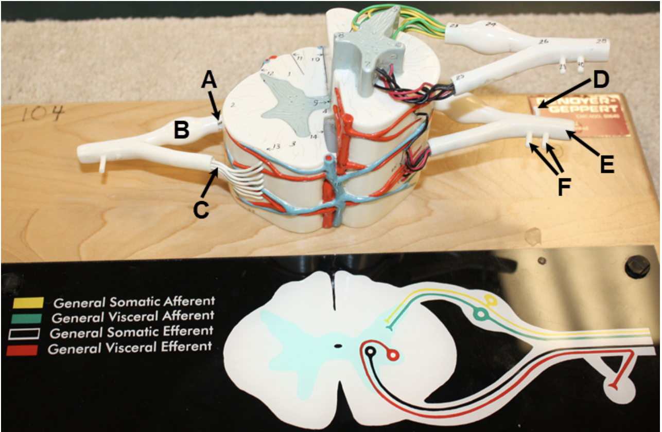 <p>In the image above, identify structures A-F. Question G: the cell bodies of what type of neurons are located in structure B? </p>