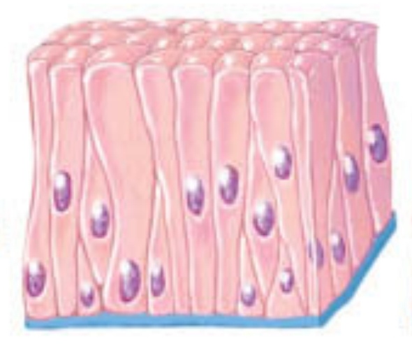 <p>this arrangement looks like it has multiple layers because the cells lie at different levels and not all reach the apical surface</p>
