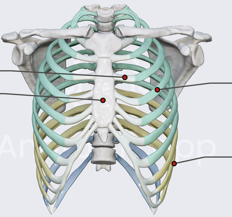 <p>connected directly to sternum (1-7)</p>