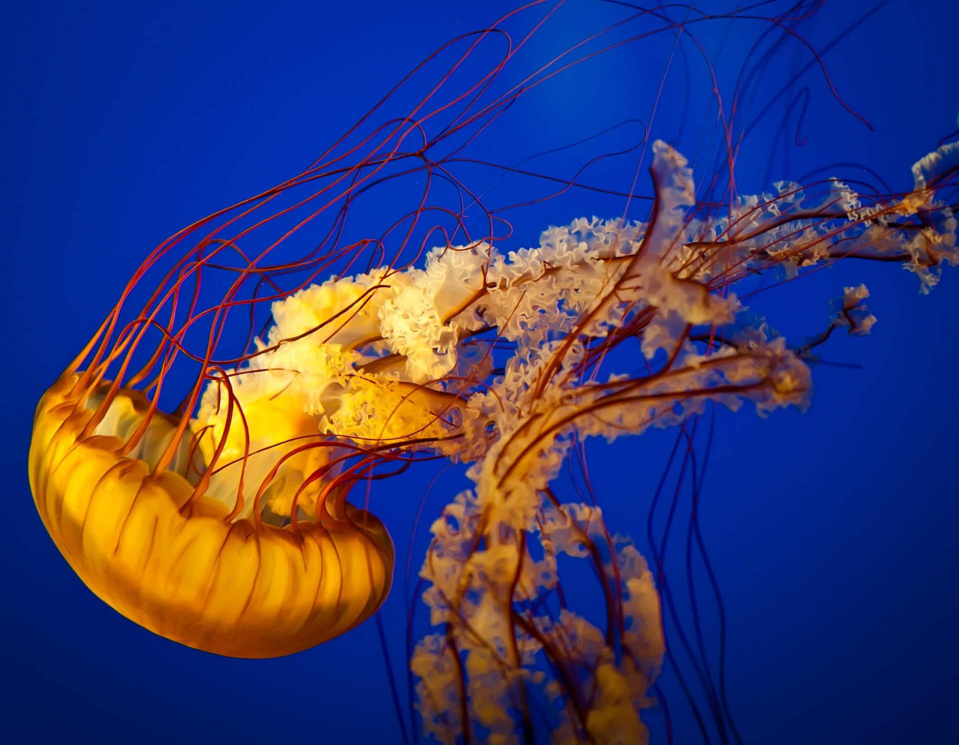 <p>Jellyfish and Sea Nettles</p>