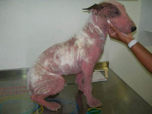 <p>Se le llama acromegalia, en perros jóvenes con enanismo pituitario congénito por quistes en bolsa de Rathke, va acompañado de deficiencias de hormonas tiroideas, sexuales y adrenales. </p><p>Cachorros pueden retener pelo de bebé, produce dermatosis endocrina.</p>