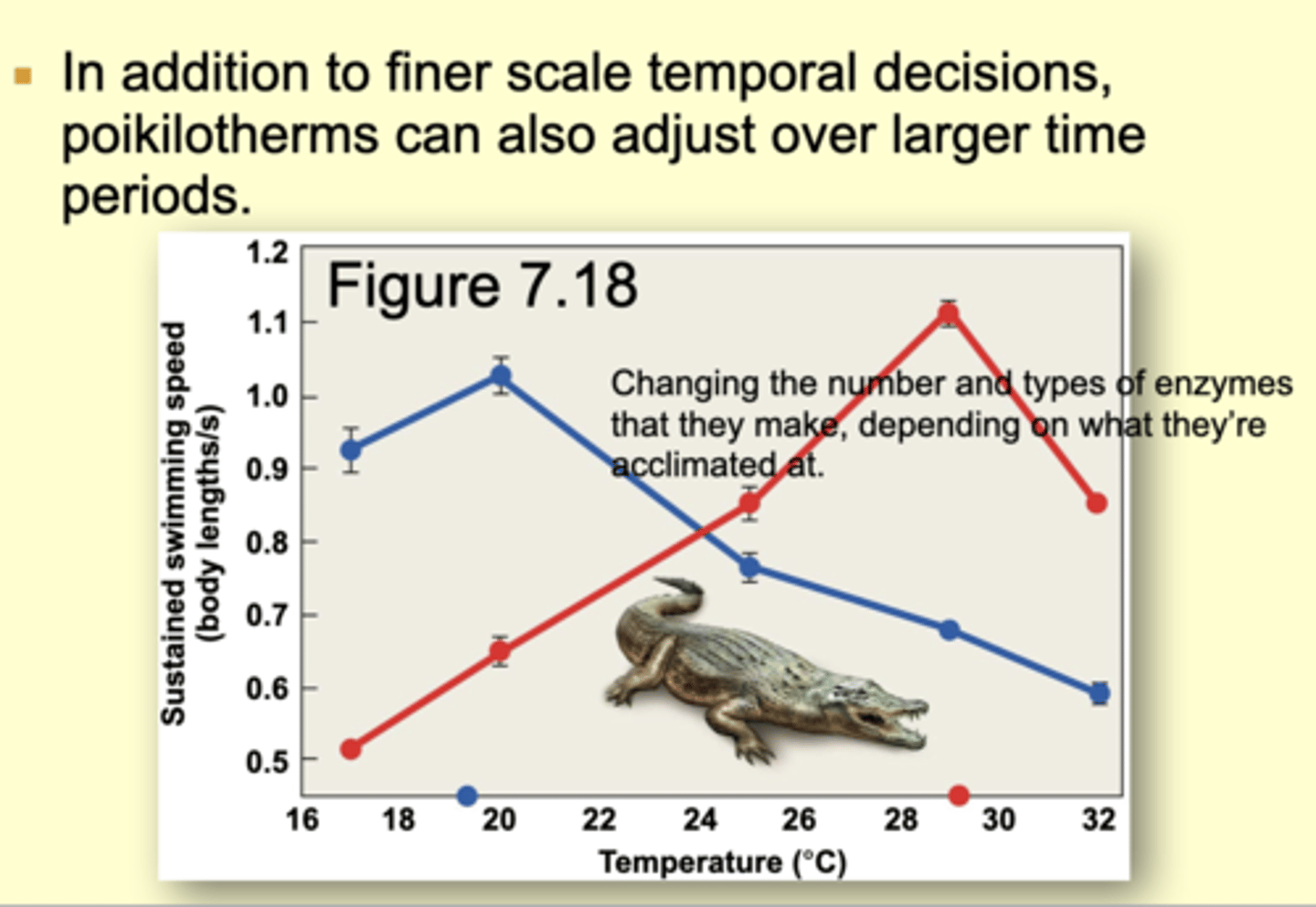 <p>Can undergo temperature acclimation </p><p>* allows a shift in the relationship between body temperature and performance </p><p>* usually involves biochemical changes, such as shifts in enzyme systems </p><p>- Different isozymes, each with different functionalities at a given temperature </p><p>- Different amounts of (same) enzyme produced</p>