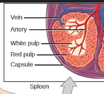 <p><span>–</span><span style="font-family: "Gill Sans MT";">Sinuses and cords - Have Macrophages and act to destroy </span></p><p><span>–</span><span style="font-family: "Gill Sans MT";">Erythrocytes &amp; platelets</span></p><p></p>