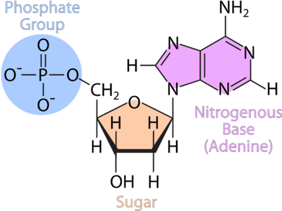 <p><span>carbon, hydrogen, oxygen, nitrogen and phosphorus</span></p>