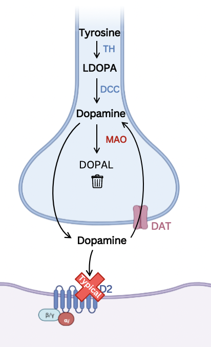 <ul><li><p>Extrapyramidal symptoms and tardive dyskinesia e.g. restlessness, tremor, and stiffness due to the blockage of D2 receptors in nigrostriatal pathway</p></li><li><p>Causes <strong>parkinsonism</strong></p></li><li><p><mark data-color="red">prolonged QT</mark></p></li><li><p>hyperprolactinemia</p></li><li><p><mark data-color="red">weight gain</mark></p></li><li><p><mark data-color="red">Movement disorders</mark></p></li></ul>