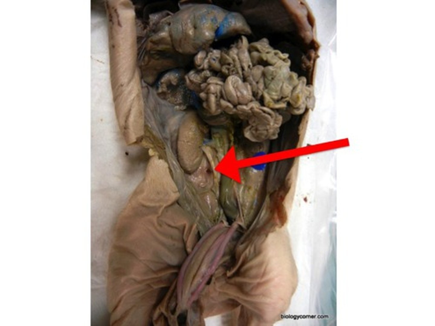 <p>A duct leading from the kidney to the urinary bladder. Carries urine duh.</p>