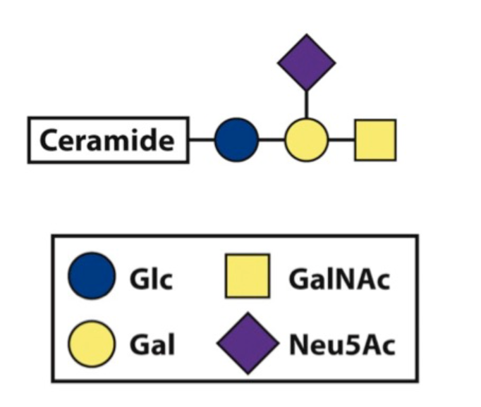 Identify the sphingolipid shown:

\
a) globoside

b) ganglioside

c) lactosylceramide

d) sphingomyelin

e) cerebroside