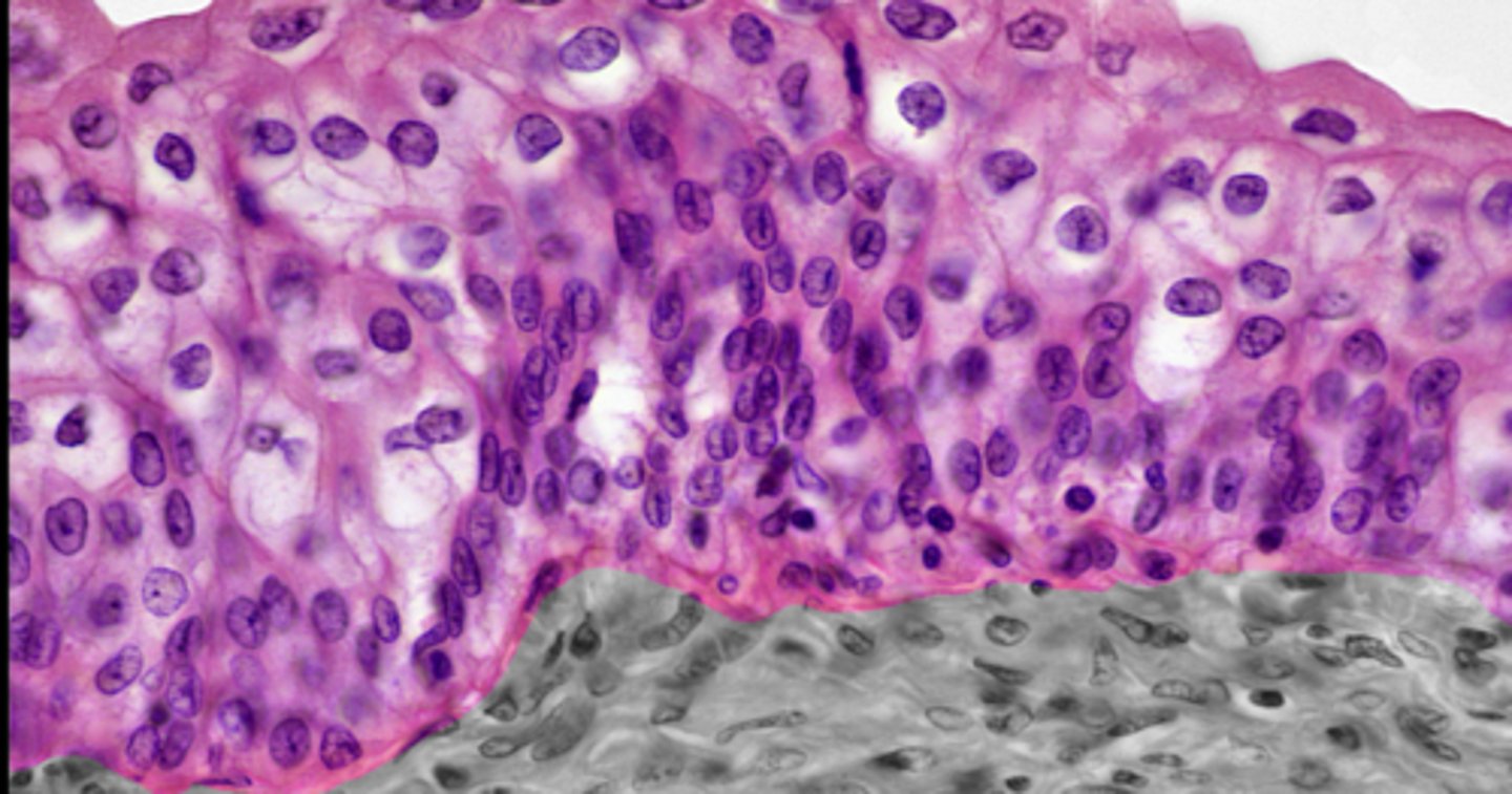 <p>urinary bladder and ureters</p>