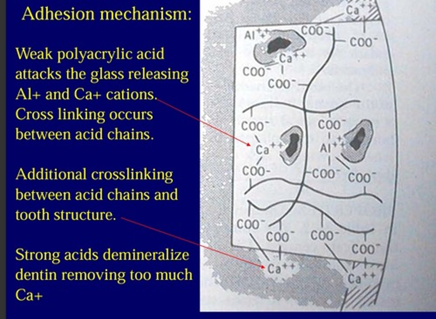 <p>Weak polyacrylic acid attackes the glass to release Al+ and Ca+ cations. cross linking then occurs between acid chains</p><p>additional crosslinks are made between acid chains and tooth structure</p><p>( strong acids demineralize dentin removing too much Ca+)</p>