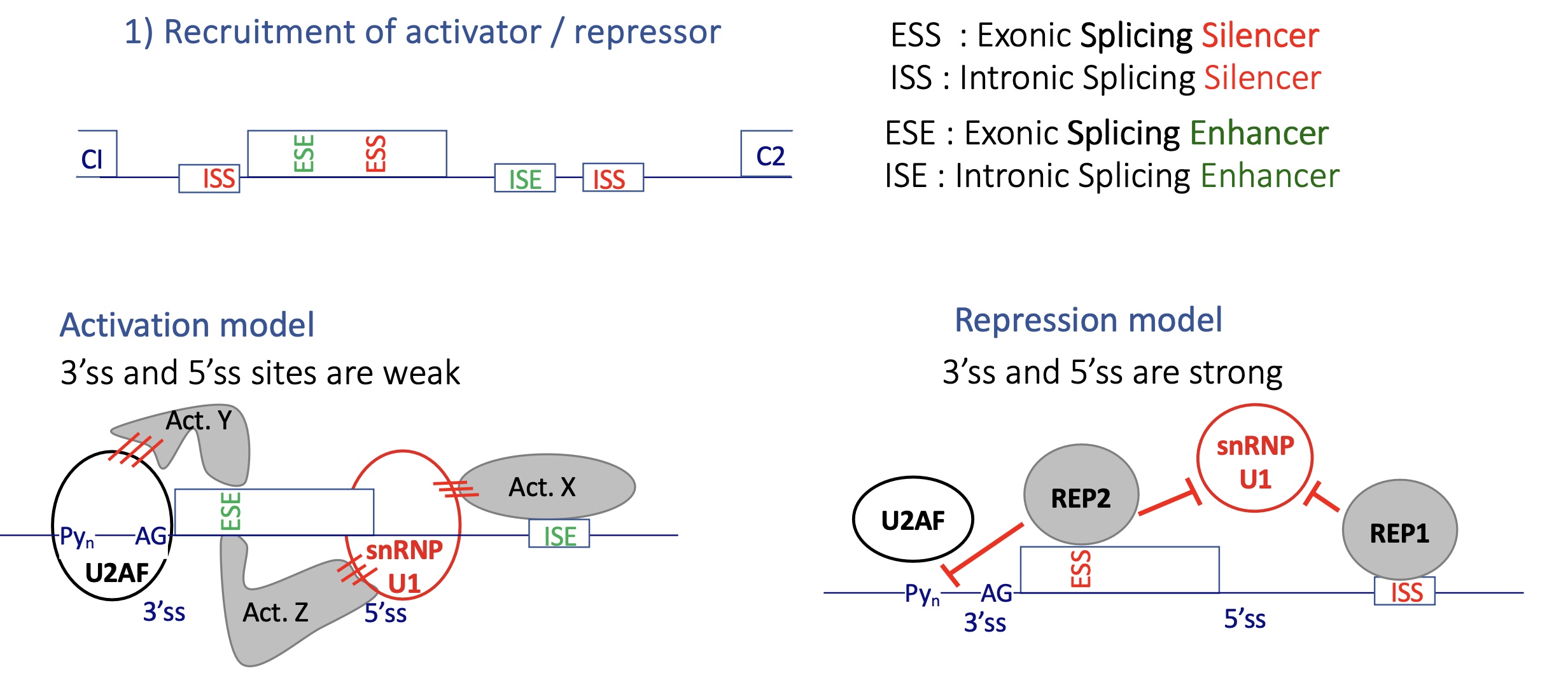 <p>activation model : 3’ and 5’ SS are weak </p><ul><li><p>act proteins bind to E/ISE  exonic/intronic splicing enhancer </p></li><li><p>insuring the binding of splicing factors (U2Af and snRNP U1) to 3’SS and 5’SS </p></li></ul><p>repression model : 3’ and 5’ SS are too strong</p><ul><li><p>Rep binds to E/ISS exonic/intronix splicing silencer </p></li><li><p>inhibits the installation of splicing factors (U2AF and snRNP) —. no spliceosome&nbsp;</p></li></ul><p></p>