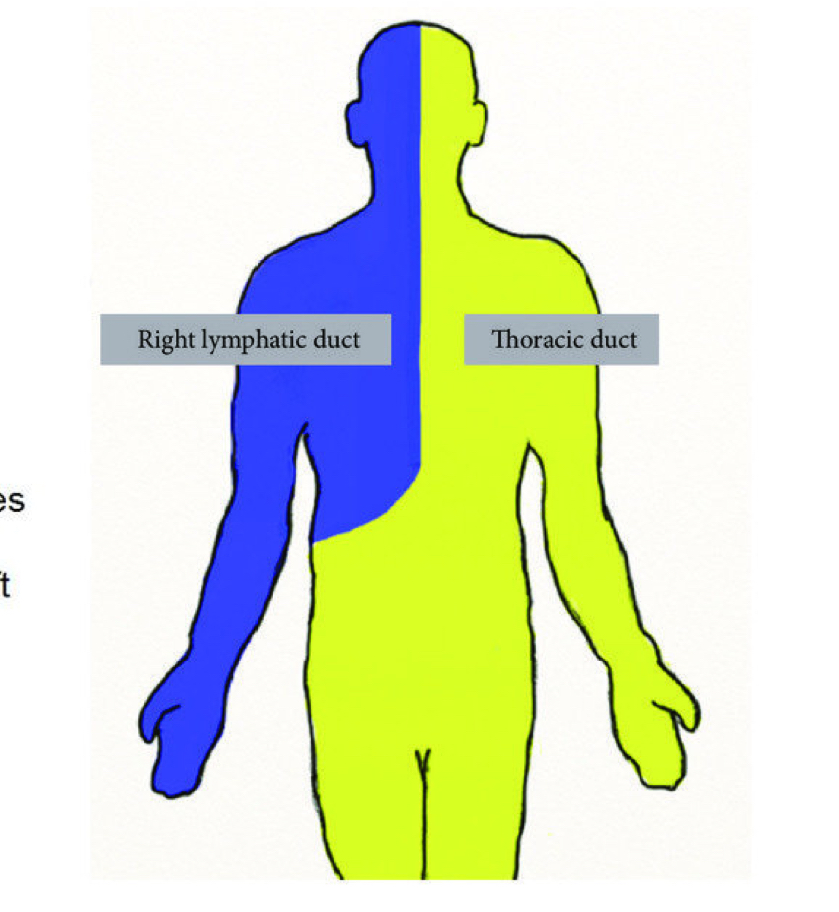 <p>empties at junction of RIGHT INTERNAL JUGULAR and TIGHT SUBCLAVIAN VEINS</p>