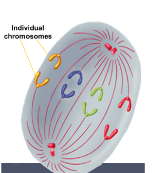 <ul><li><p>Centromeres split apart.</p></li><li><p>Chromatids separate from one another to become individual chromosomes Each chromosome moves to opposite poles</p></li></ul>