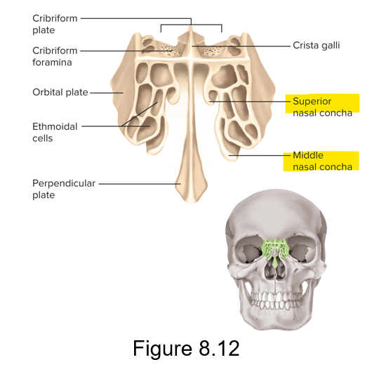 <p>The ethmoid bone</p>