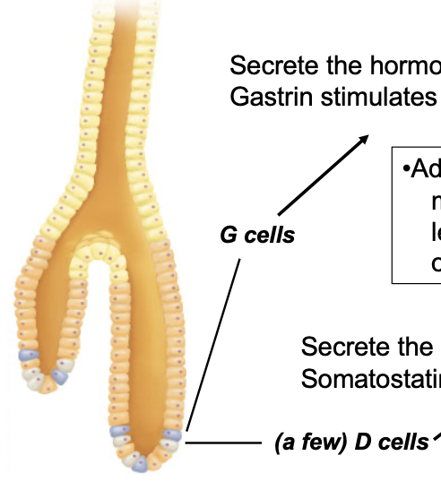 <ul><li><p>secrete hormone gastrin into bloodstream which <strong>stimulates</strong> parietal, chief, and ECL cells</p><ul><li><p>G cells</p></li></ul></li><li><p>secretes hormone somatostatin into the bloodstream which <strong>inhibits</strong> parietal and ECL cells</p><ul><li><p>D cells</p></li></ul></li></ul><p></p>