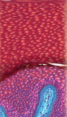 <p>what tissue is this </p>