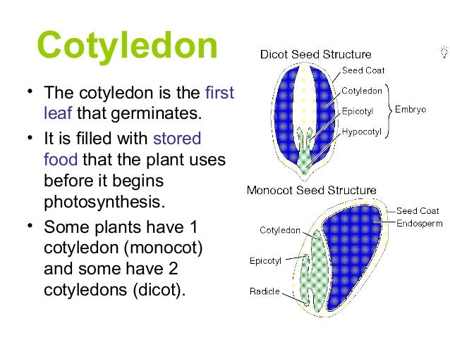 <p>Cotyledons.</p>