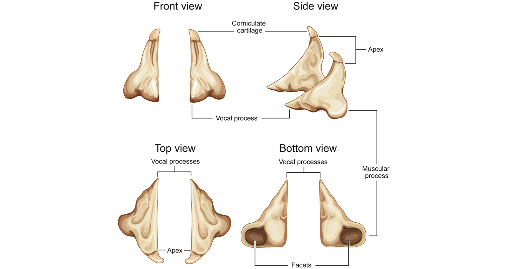 <p>Arytenoid Cartilages</p>