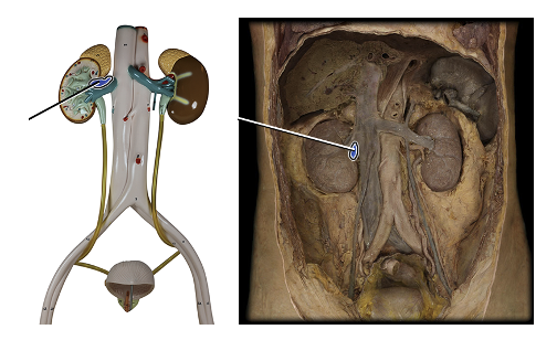 <p>delivers blood to kidney</p>