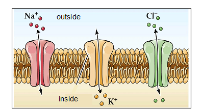 <ul><li><p><span><mark data-color="#ffffff" style="background-color: rgb(255, 255, 255); color: inherit;"><span>Membrane-spanning proteins - connect the cytosol to the cell exterior</span></mark></span></p></li><li><p><span><mark data-color="#ffffff" style="background-color: rgb(255, 255, 255); color: inherit;"><span>Flux of ions is passive, selective and rapid</span></mark></span></p></li><li><p><span><mark data-color="#ffffff" style="background-color: rgb(255, 255, 255); color: inherit;"><span>Direction of flux determined by concentration and charge</span></mark></span></p></li><li><p><span style="background-color: yellow;"><mark data-color="#ffffff" style="background-color: rgb(255, 255, 255); color: inherit;"><span>Gated</span></mark></span><span><mark data-color="#ffffff" style="background-color: rgb(255, 255, 255); color: inherit;"><span> and </span></mark></span><span style="background-color: aqua;"><mark data-color="#ffffff" style="background-color: rgb(255, 255, 255); color: inherit;"><span>non-gated (</span></mark></span><span><mark data-color="#ffffff" style="background-color: rgb(255, 255, 255); color: inherit;"><span>K</span><sup><span>+</span></sup><span> channels are usually leaky).</span></mark></span></p></li></ul><p></p>