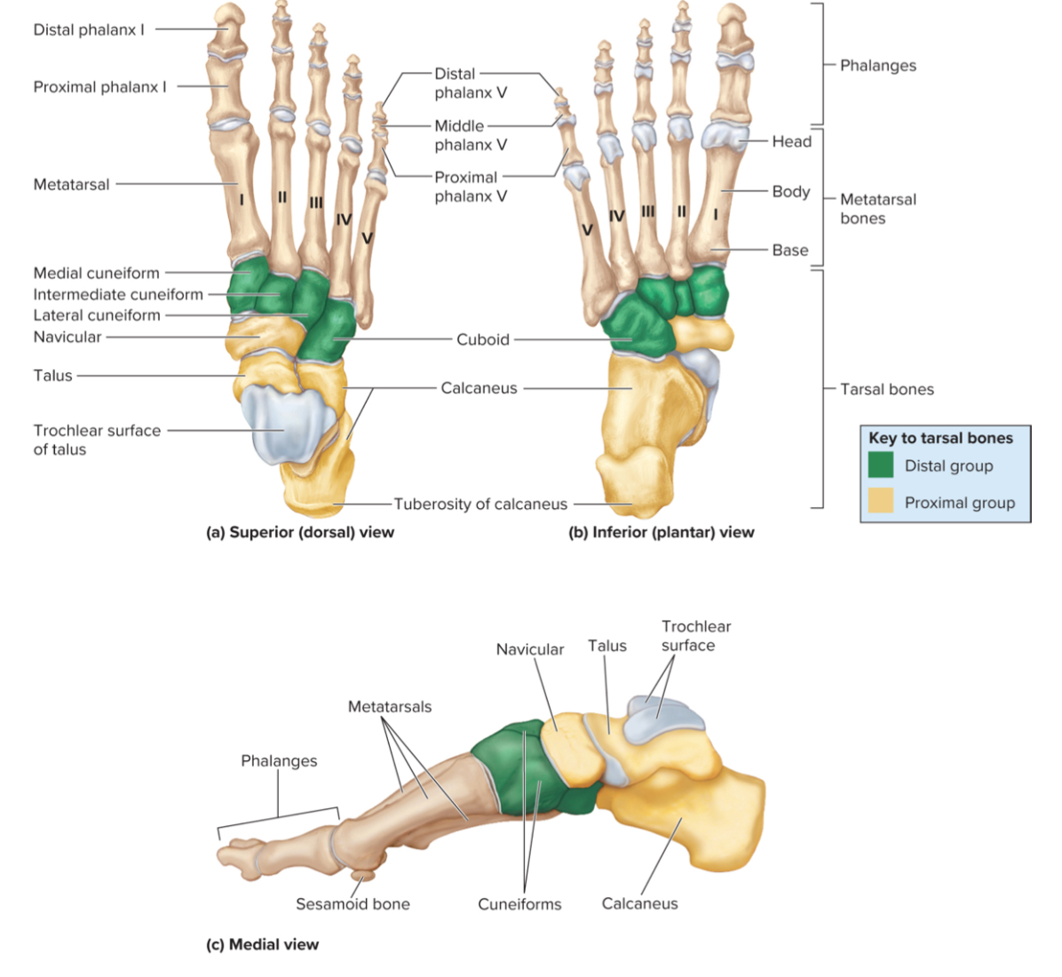 <p>What are the 7 tarals of the foot?</p>